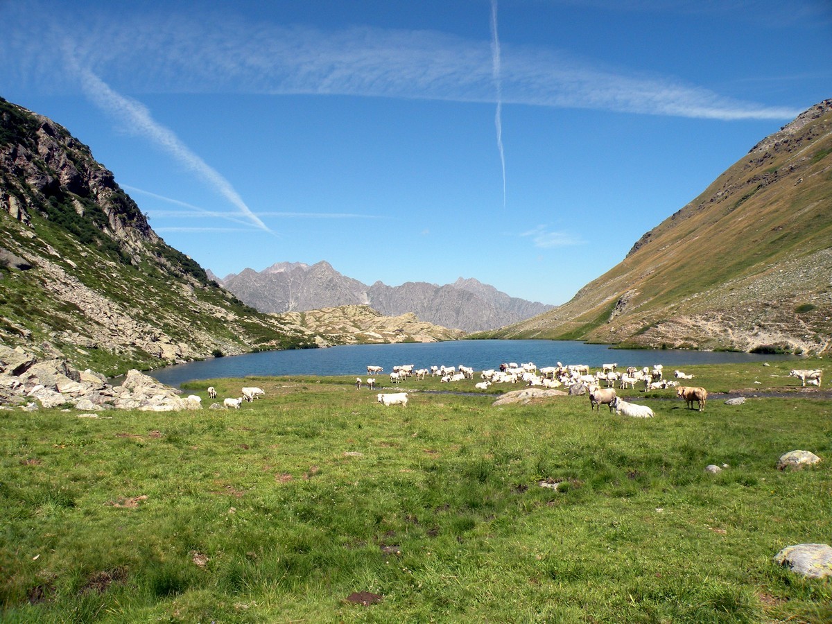 Cows on one of the trails in Alpi Marittime National Park, Italy