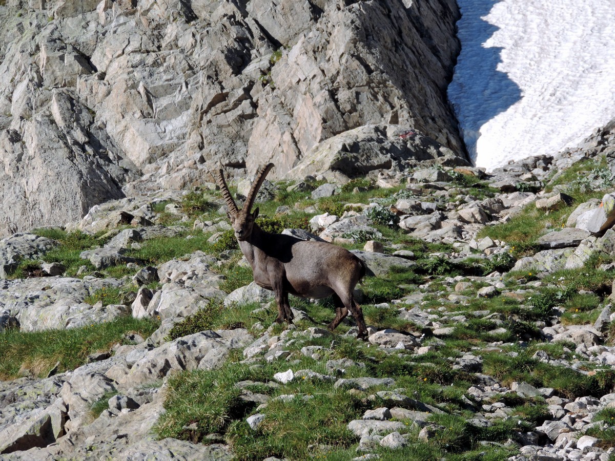 Ibex on Rifugio Pagarì trail