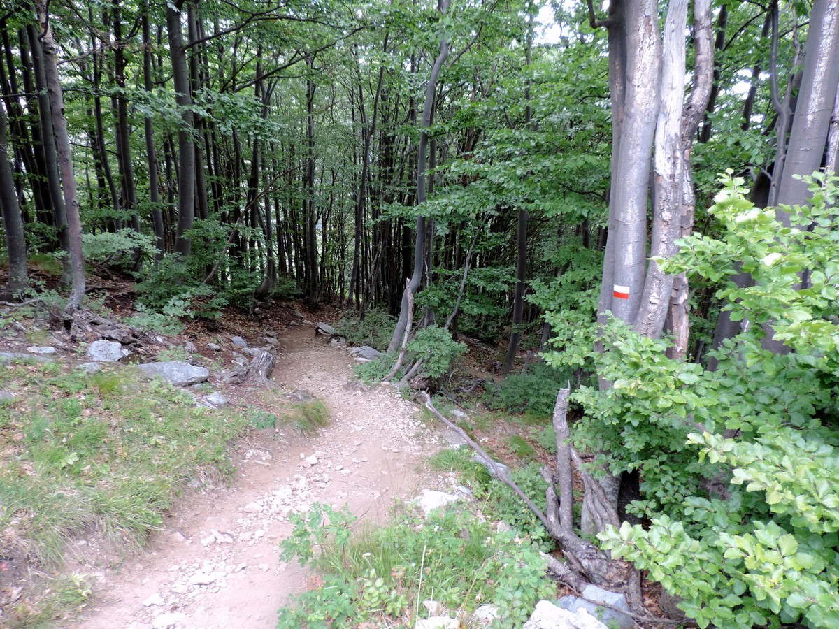 The path in the beech forest on the Laghi Arbergh Hike in Alpi Marittime National Park, Italy