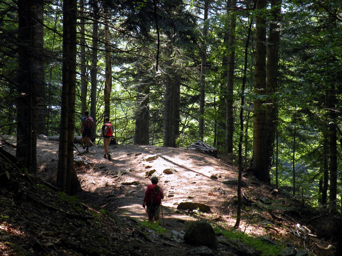 The path through the forest on the Rifugio Garelli Hike in Alpi Marittime National Park, Italy