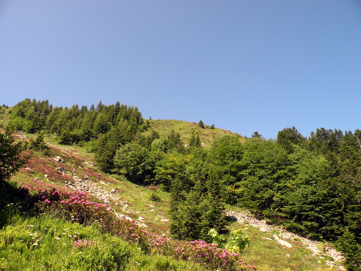Different natural habitats on the Rifugio Garelli Hike in Alpi Marittime National Park, Italy
