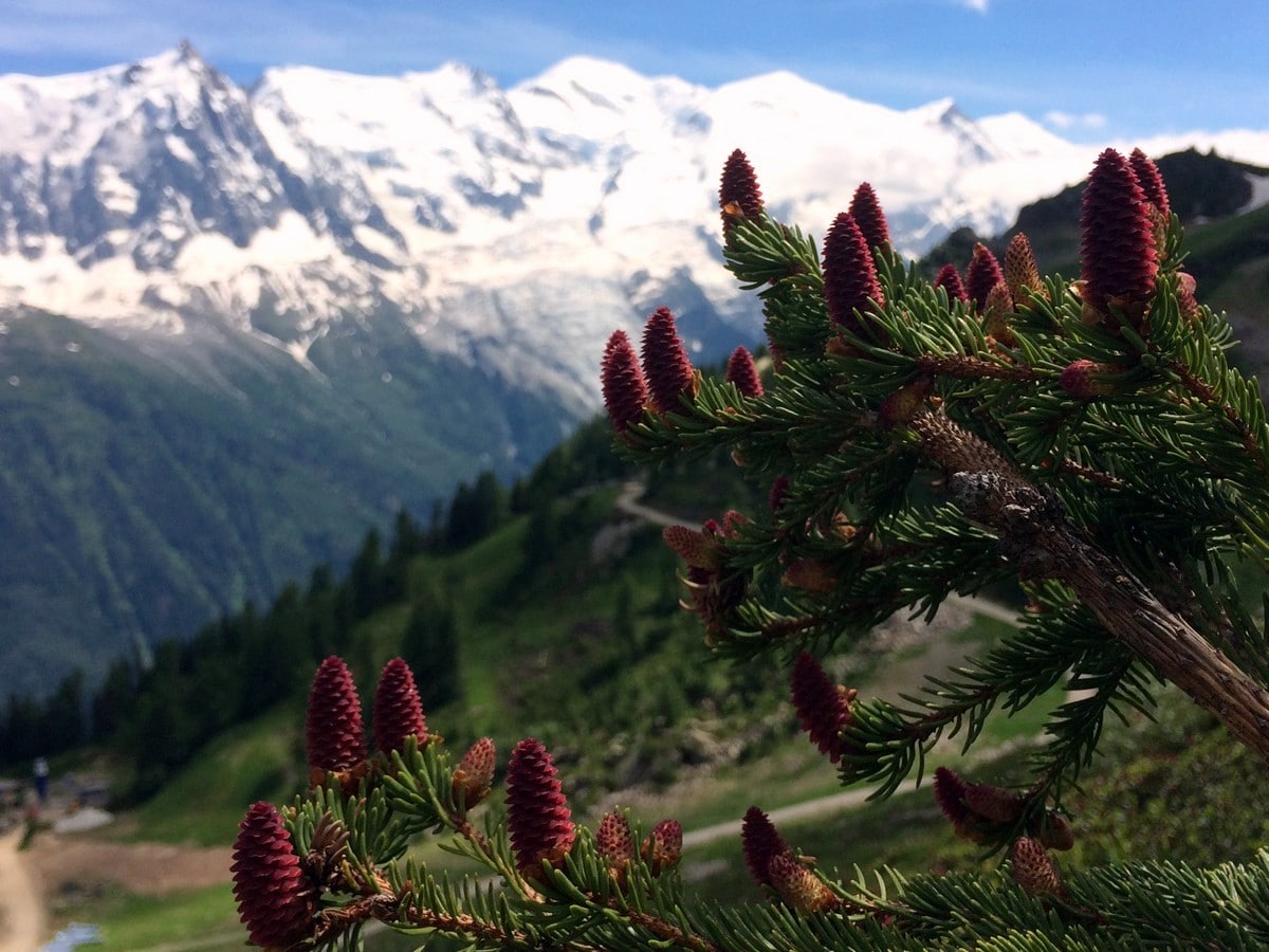 Mont Blanc and the pinecones as seen the Grand Balcon Sud Hike in Chamonix, France
