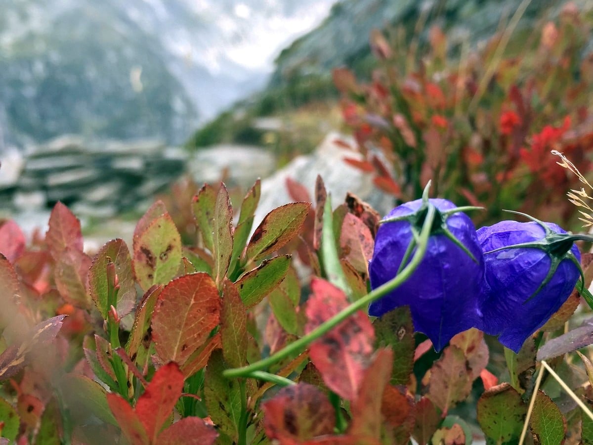 Grand Balcon Nord Trail in France