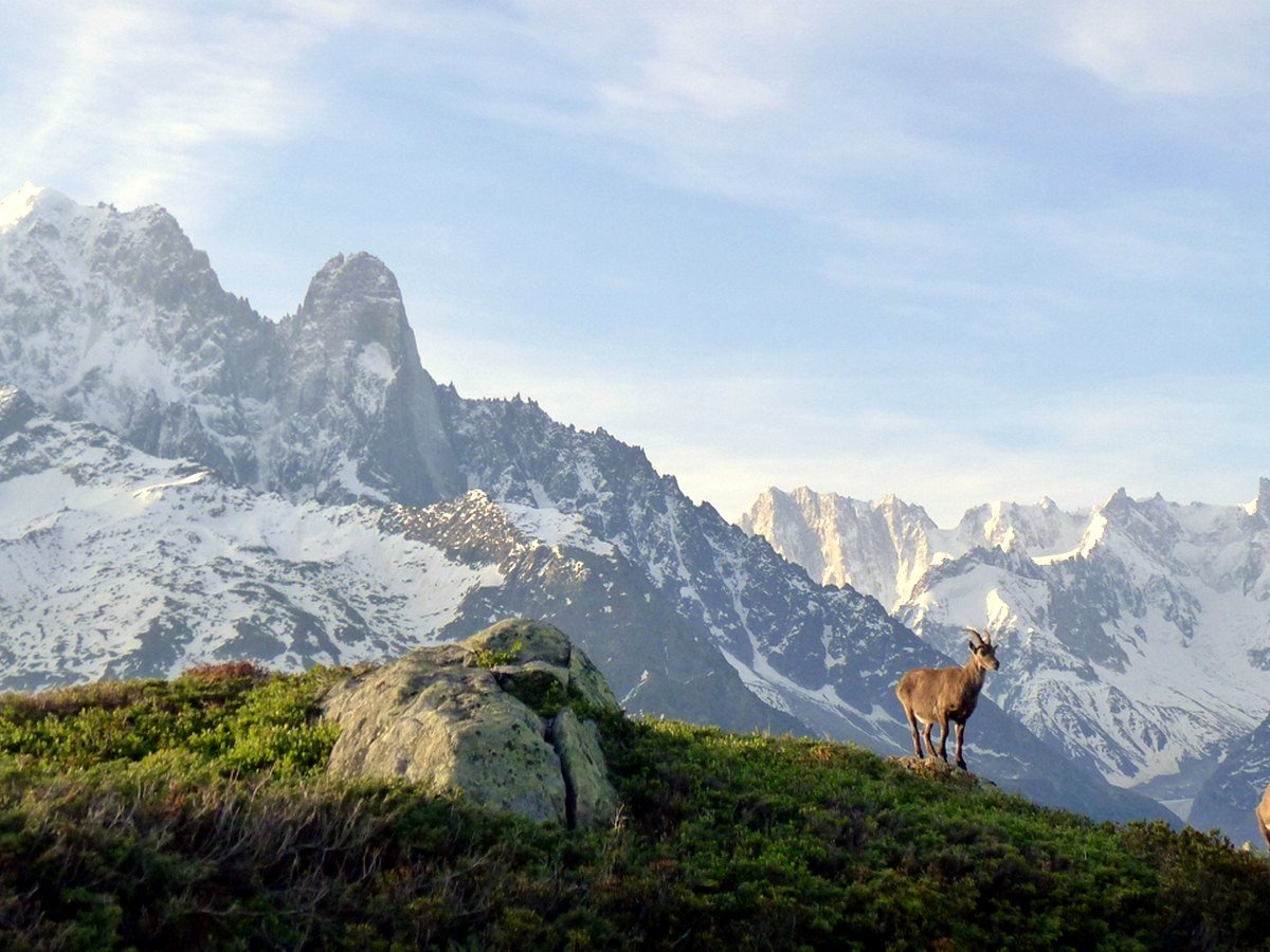 Ibex near Lac Blanc trail, Chamonix
