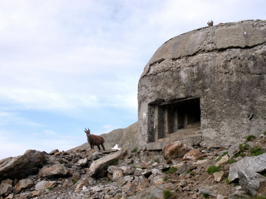 Bunker and ibex on the Col de Fenêtre Hike in Mercantour National Park, France