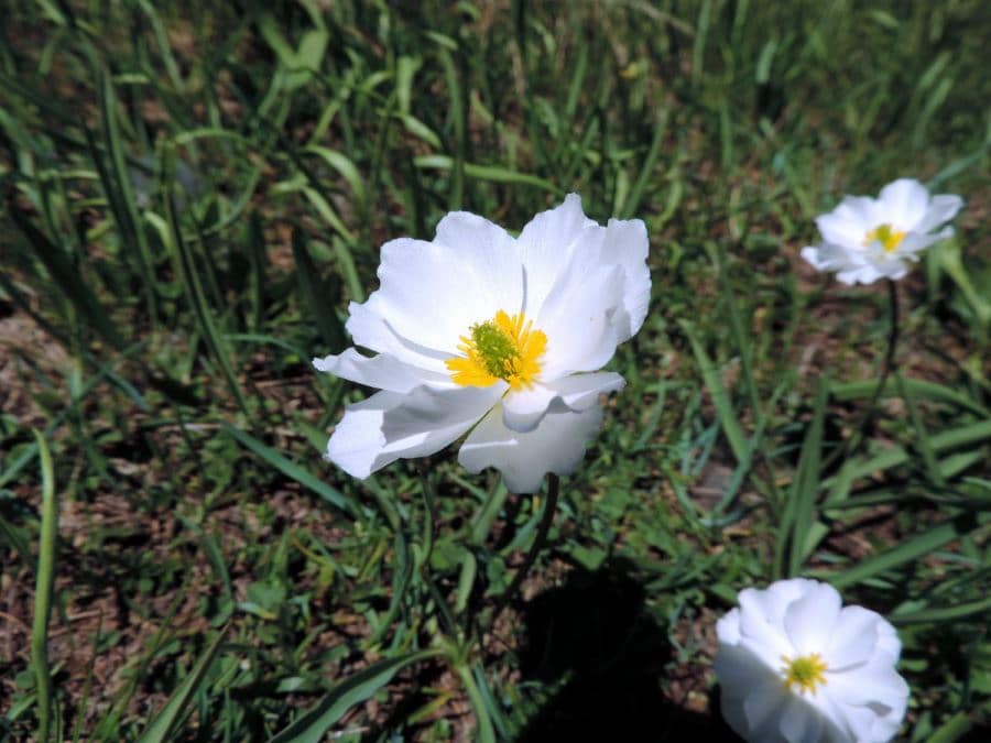 Ranunculus on the Lac d'Allos Hike in Mercantour National Park, France