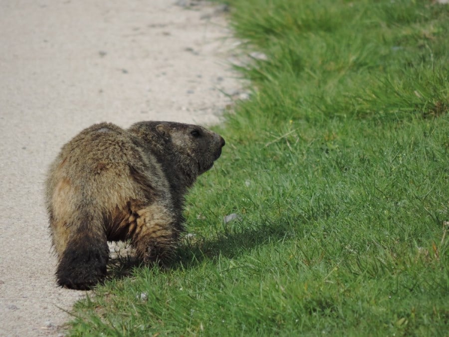 Marmot on the Lauzanier Hike in Mercantour National Park, France