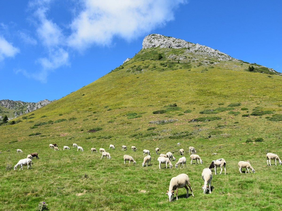 Sheep on the Cagire Loop Hike in French Pyrenees