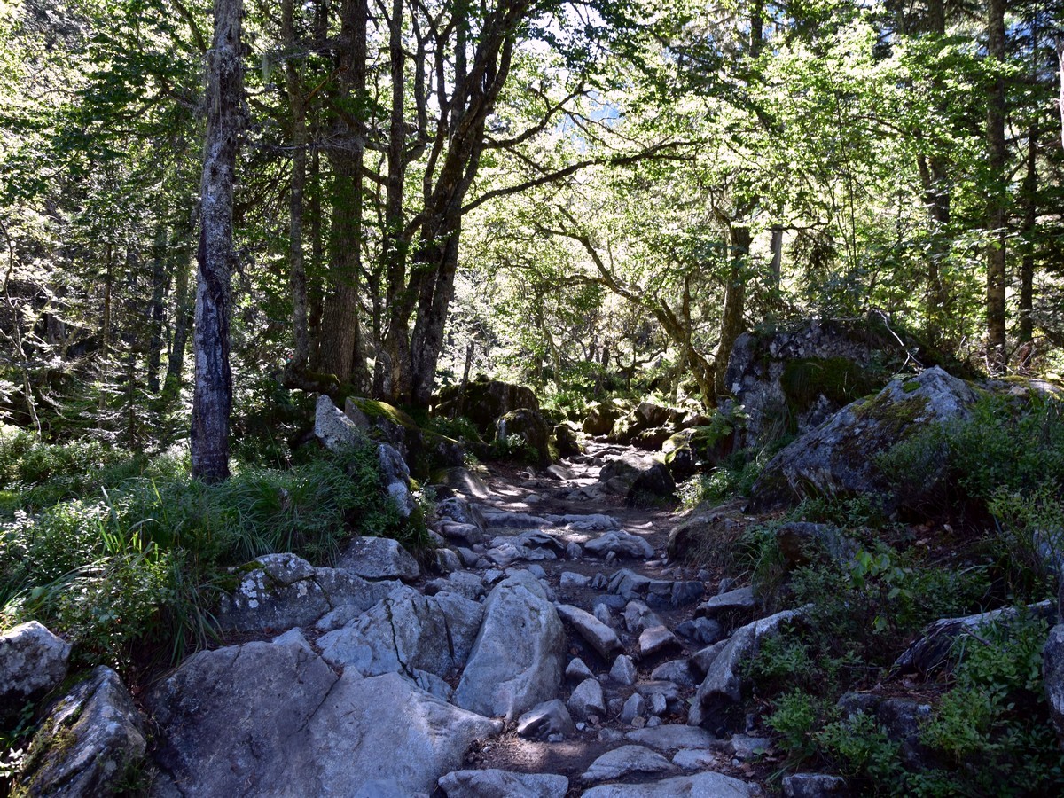 Good path through the forest on the Lac de Gaube Hike in French Pyrenees