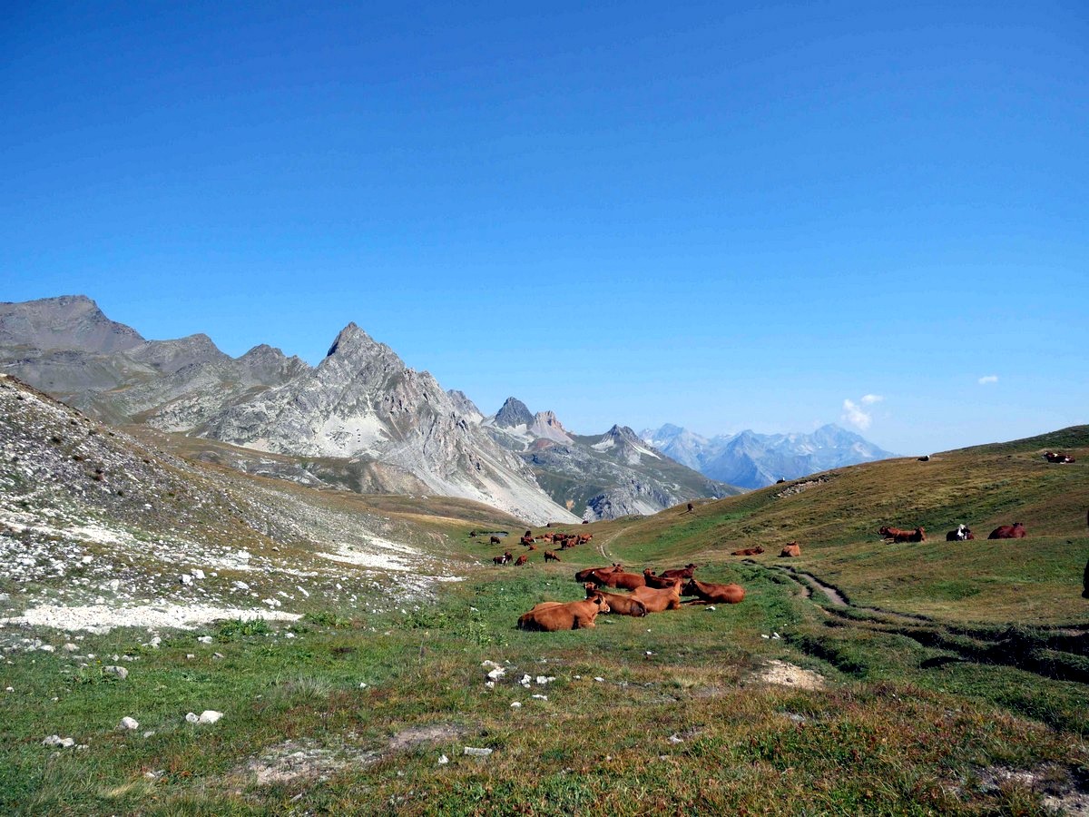 Cows in Vanoise National Park, on Refuge Mont Thabor trail