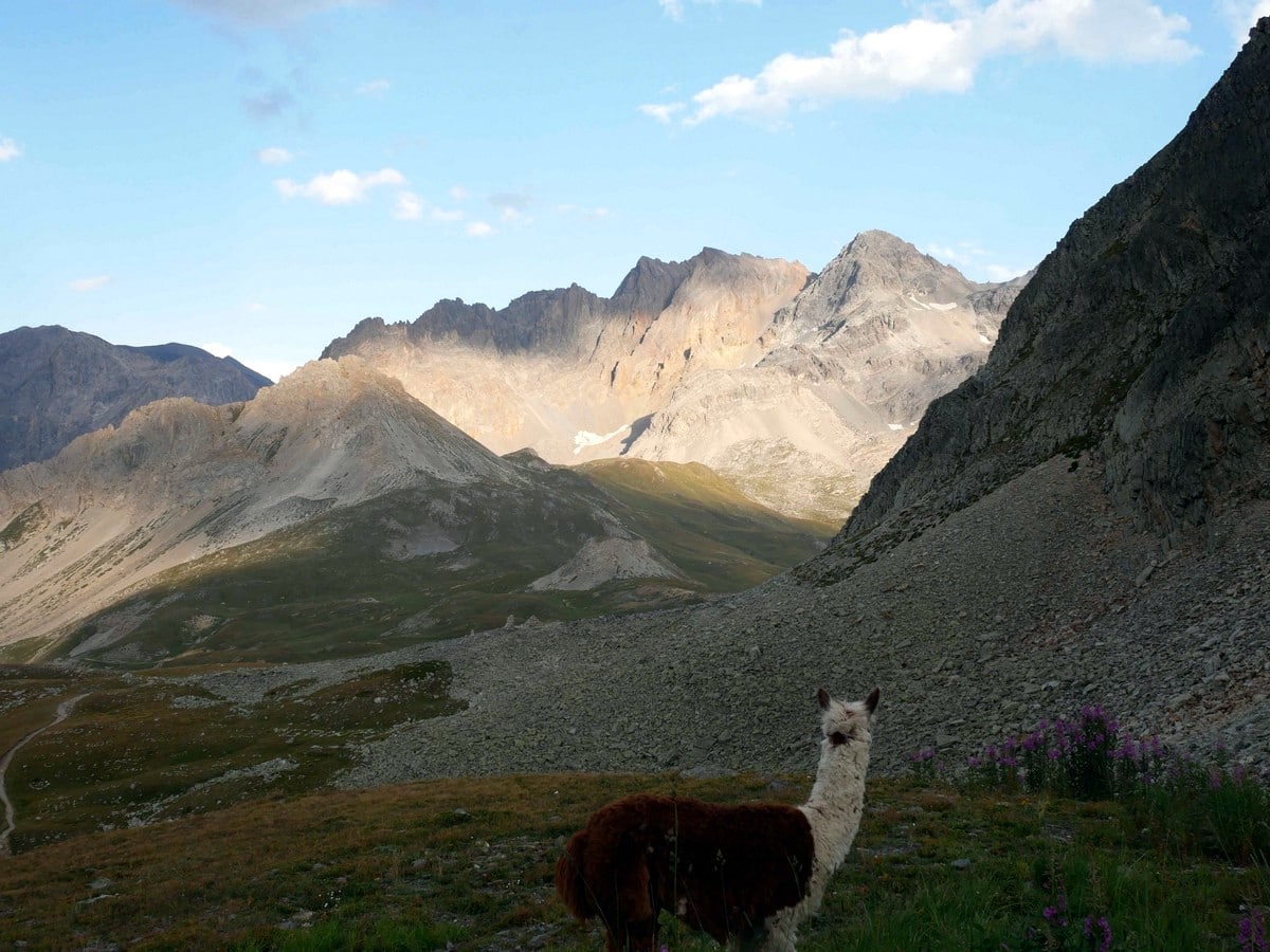 Llama on the Refuge du Mont Thabor Hike in Vanoise National Park in France