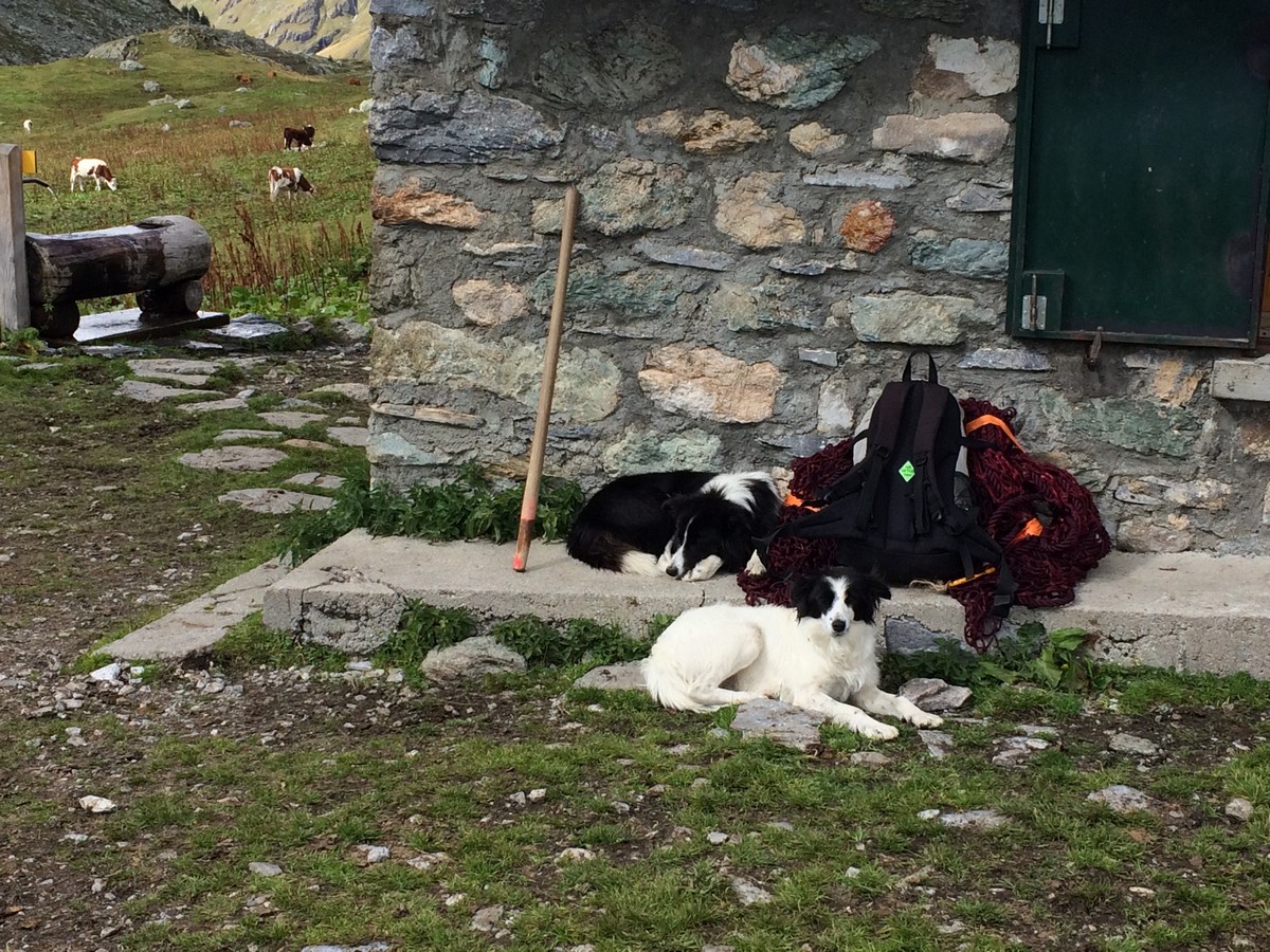 Dogs waiting at the refuge close to the Lake de Flaine on the Refuge du Mont Pourri Hike in Vanoise National Park in France