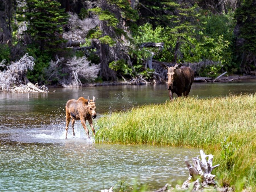 Moose Family enjoying spring in Glacier National park