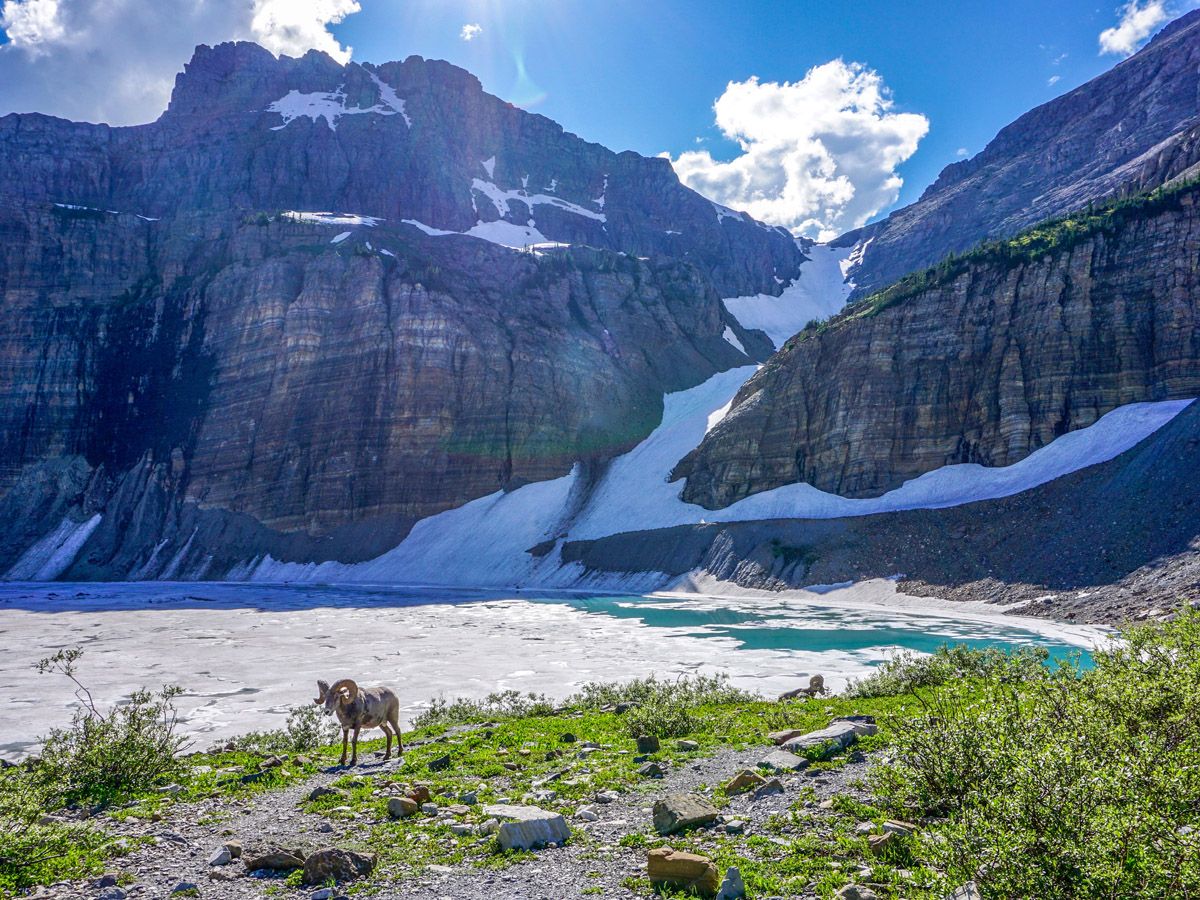 Fauna on Grinnell Glacier Trail in Glacier National Park, Montana