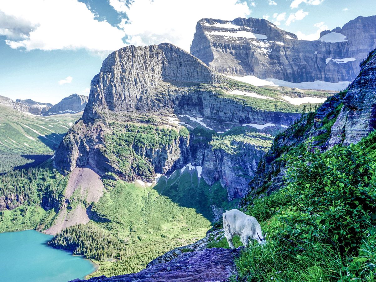 Mountain goat on Grinnell Glacier Hike in Glacier National Park