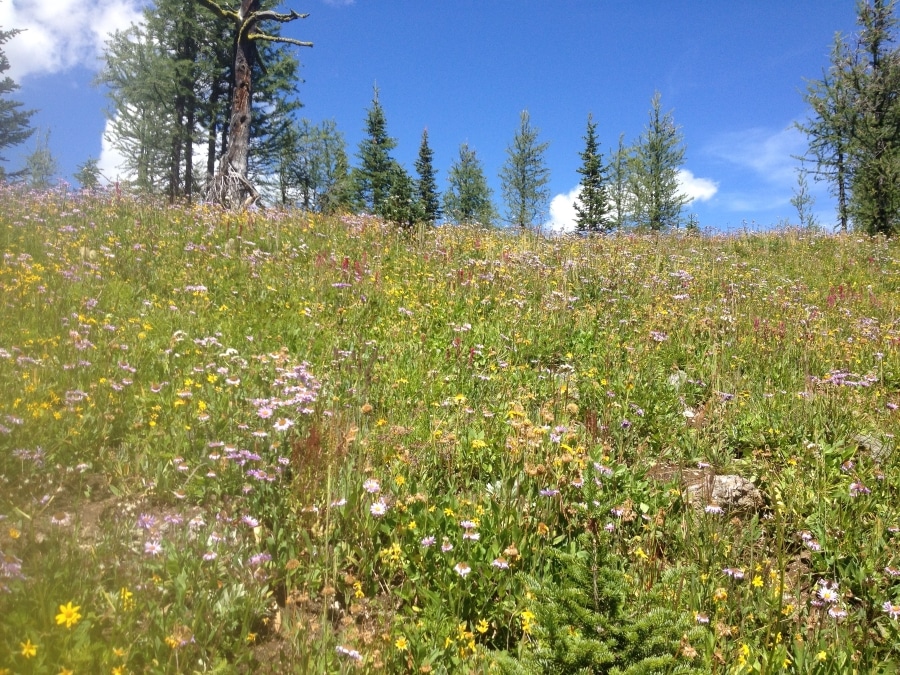 Healey Meadows wildflowers on a way to one of best backcountry campgrounds in Banff National Park