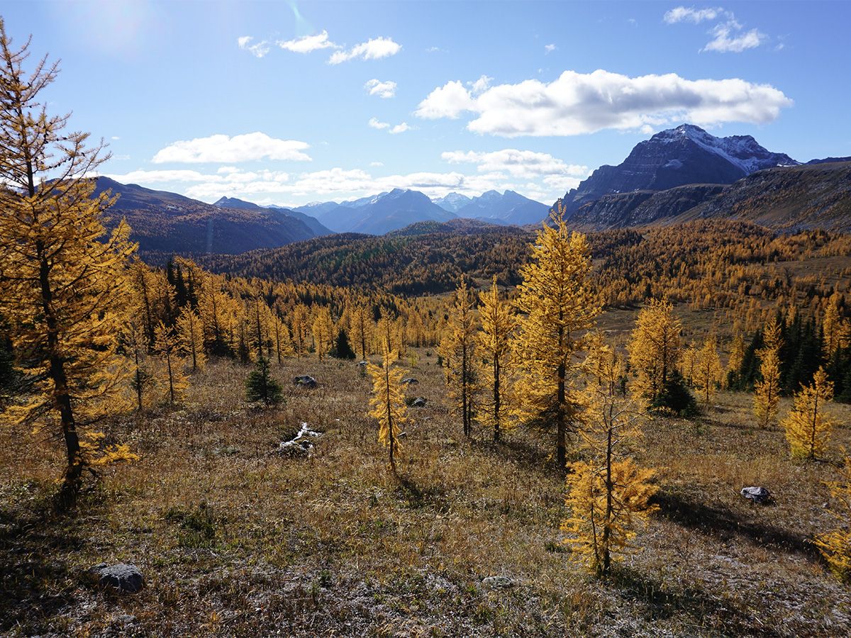 Trees on the Healy Pass Hike from Banff, Banff National Park