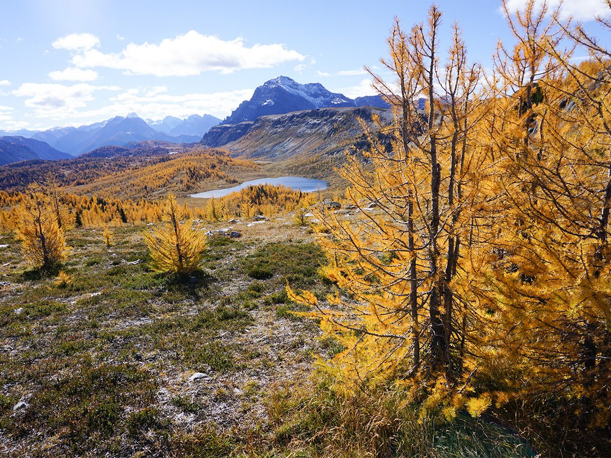 Trees along the trail on Healy Pass Hike in Banff National Park