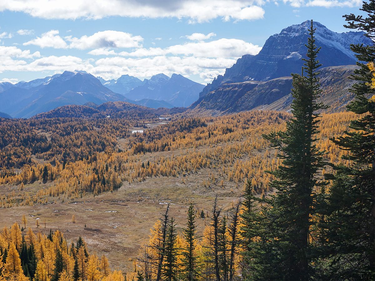 Landscape at Healy Pass Hike in Banff National Park