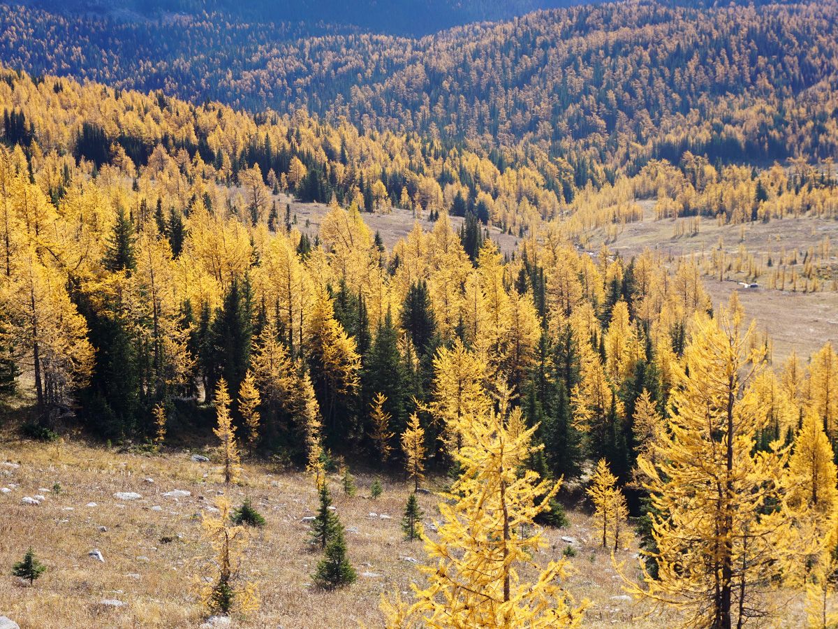 Autumn colours at Healy Pass Hike in Banff National Park