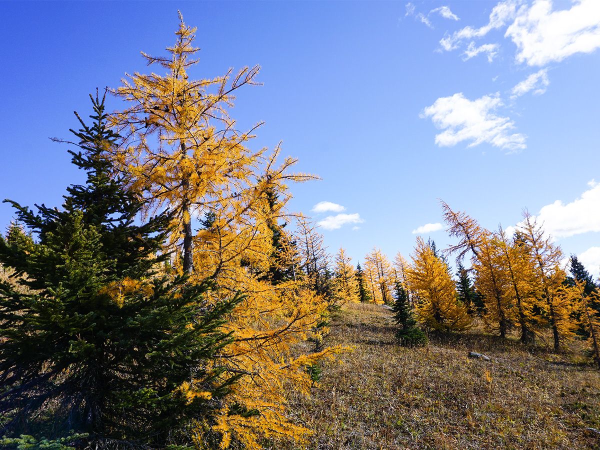 Trees at Healy Pass Hike in Banff National Park