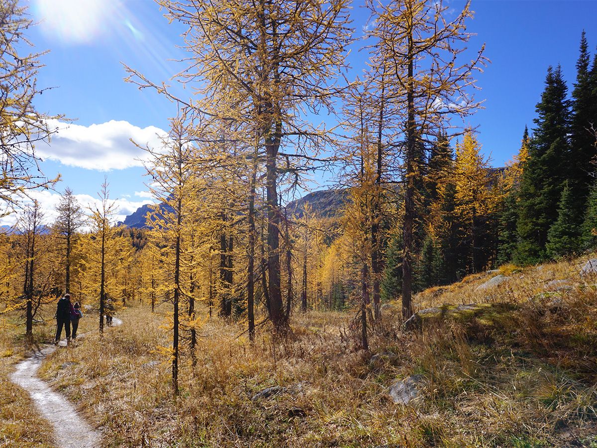 Hiking trail at Healy Pass Hike in Banff National Park