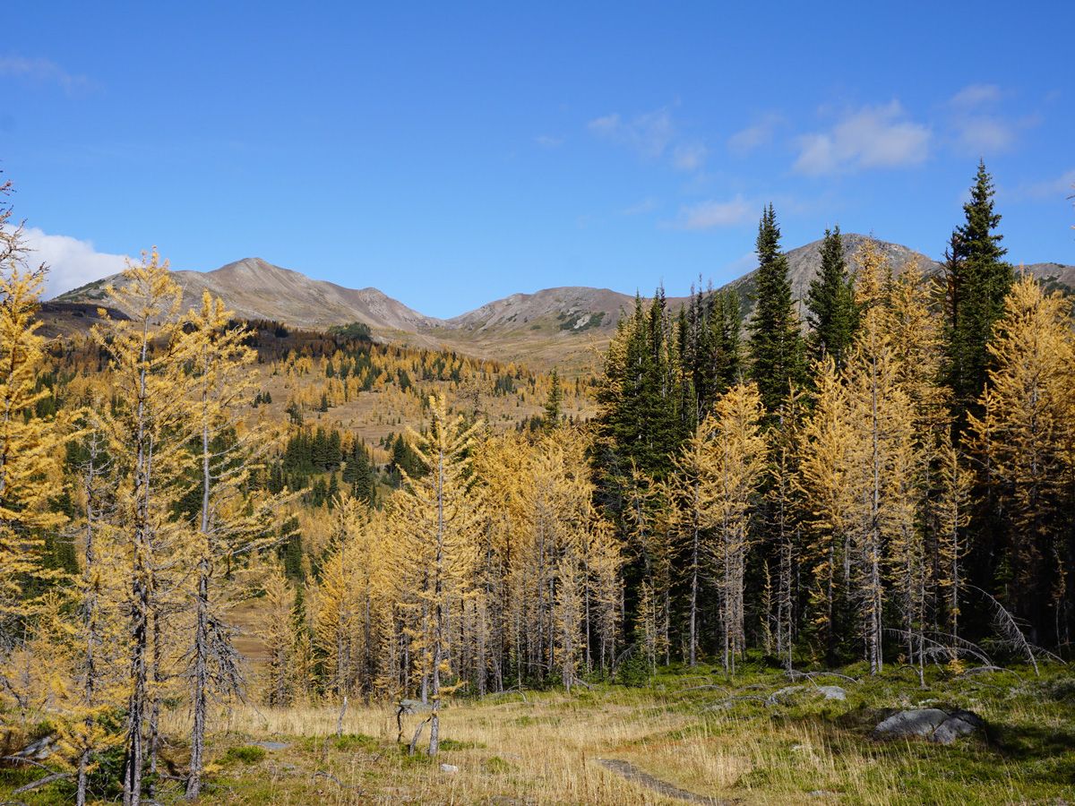 Trees and mountains at Healy Pass Hike in Banff National Park