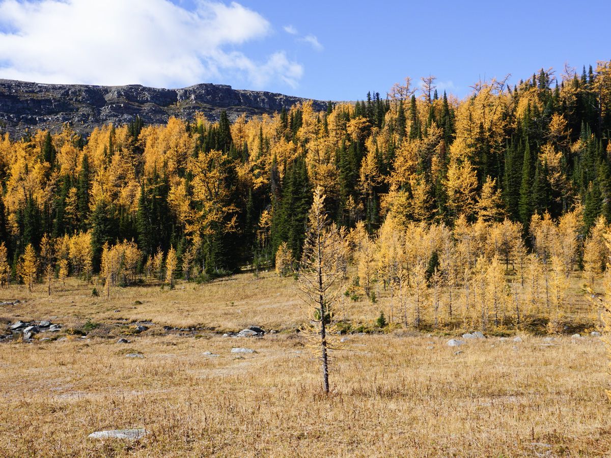 Trees at Healy Pass Hike in Banff National Park, Alberta