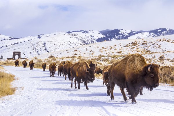 Herd of bison passing through Roosevelt Arch on winter in Yellowstone