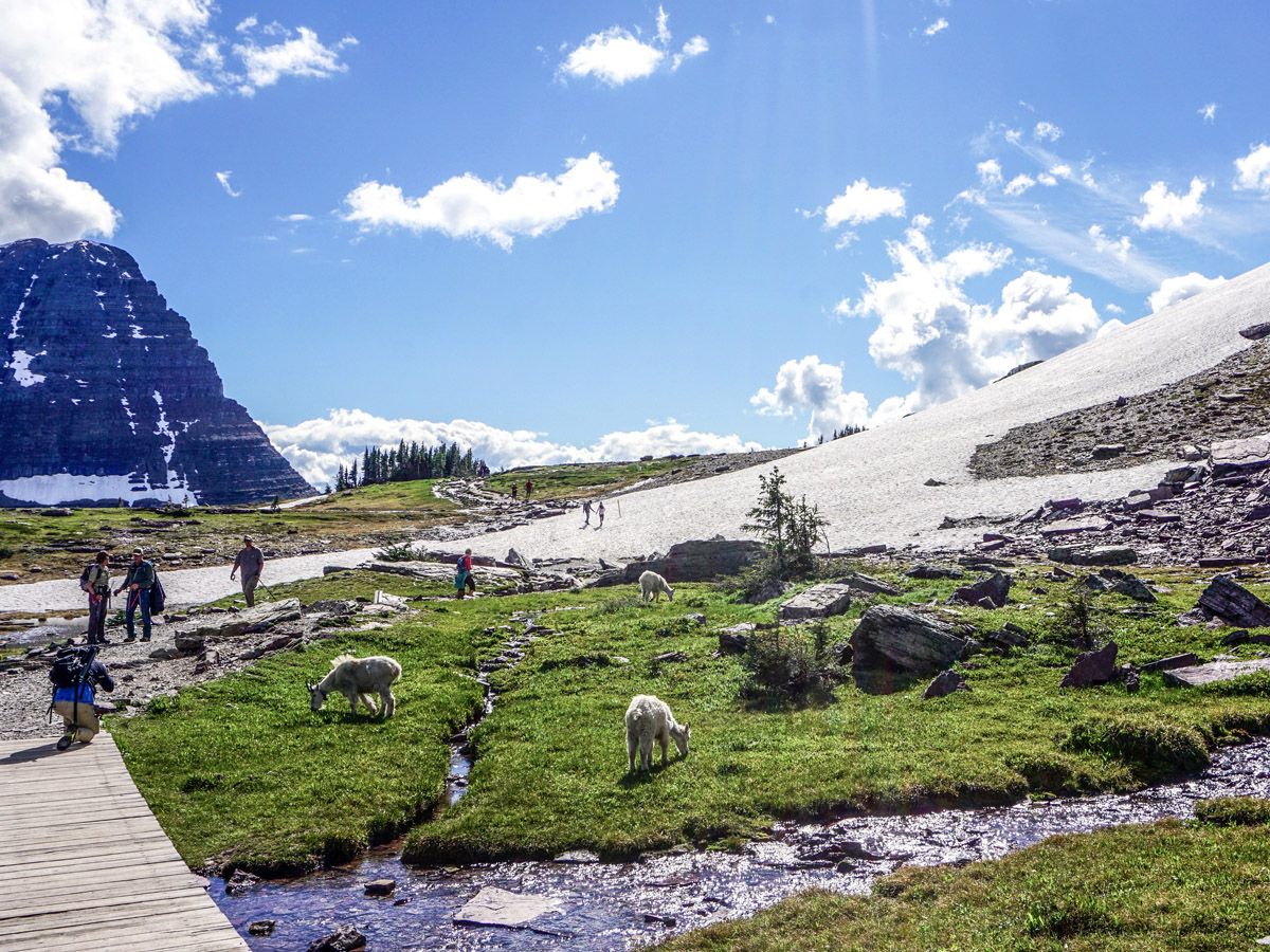 People hiking with animals around at Hidden Lake Overlook Hike in Glacier National Park