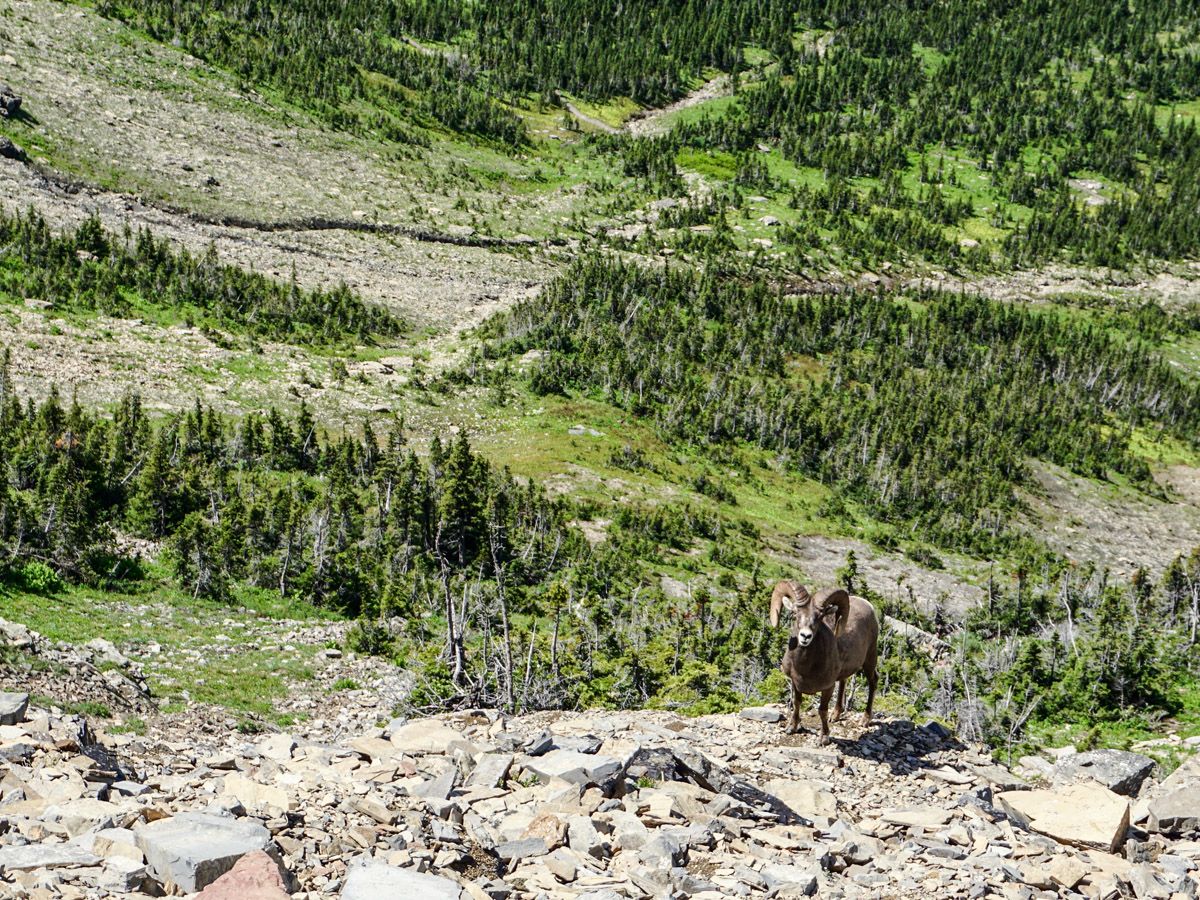 Mountain goat at The Highline Hike in Glacier National Park