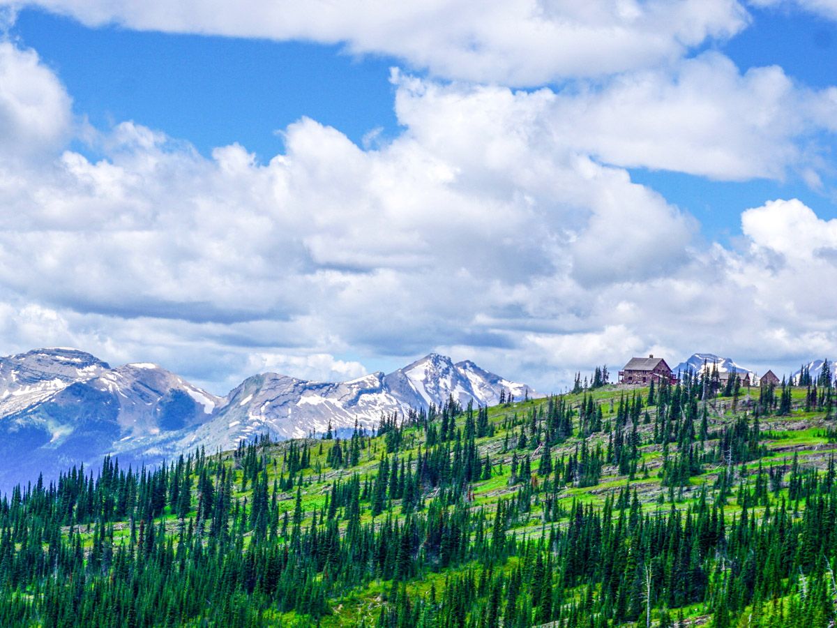 Trees at The Highline Hike in Glacier National Park