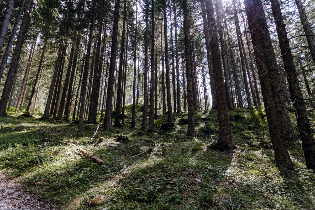 Carezza forest on the Lago di Carezza Hike in Dolomites, Italy