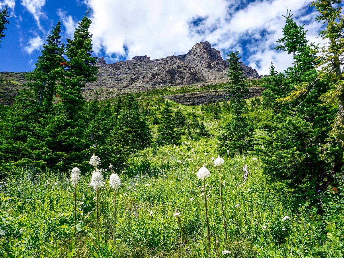 Grass and nature at Iceberg Lake Hike in Glacier National Park