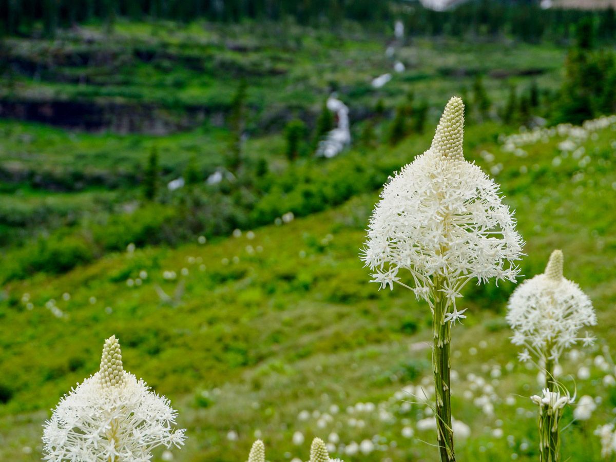 Flower at Iceberg Lake Hike in Glacier National Park