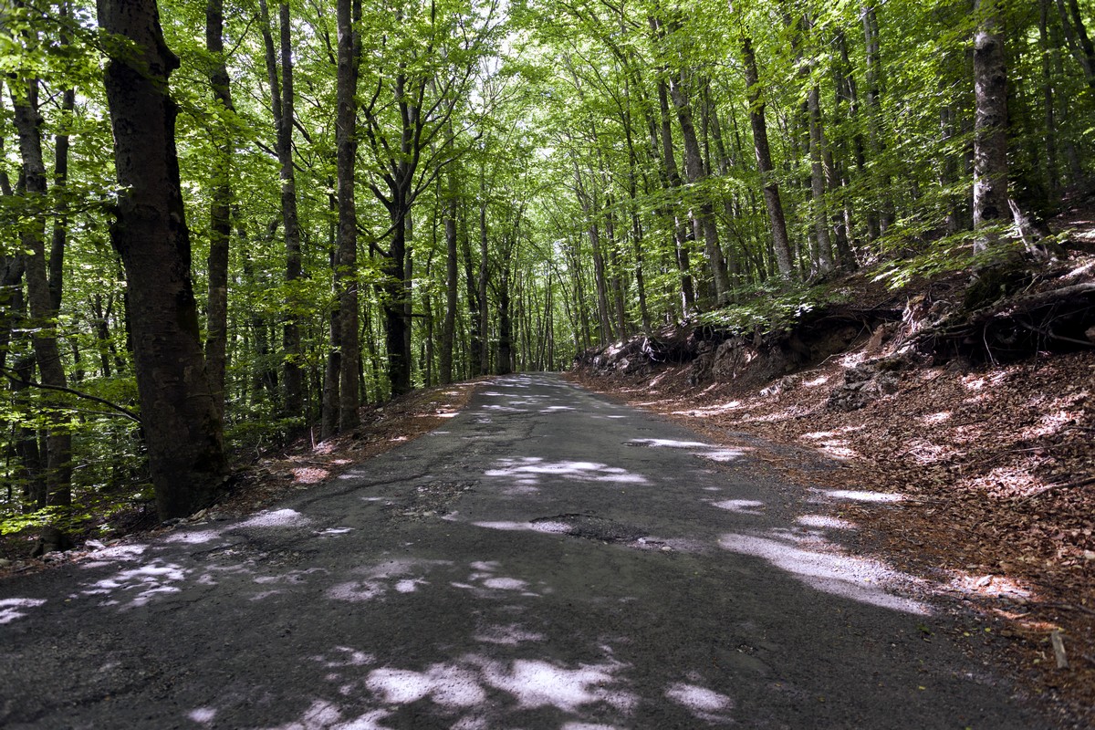 Path through the forest on the Ring of Faito Hike in Amalfi Coast, Italy