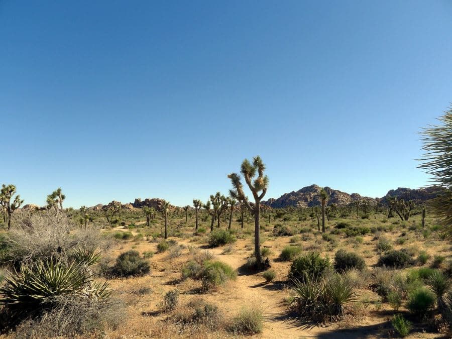 Boy Scout Trail in Joshua Tree National Park
