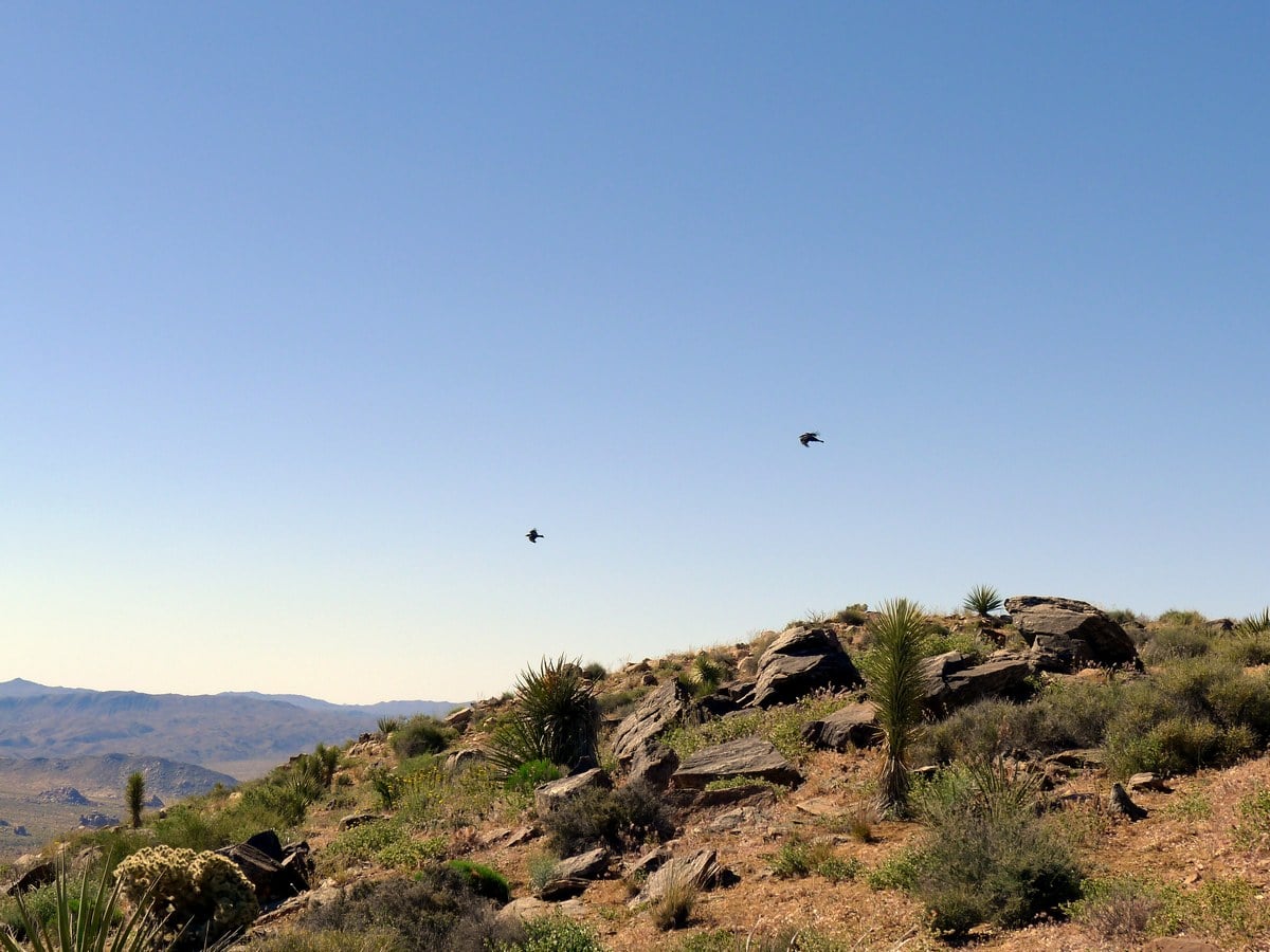 Looking back from the Ryan Mountain Hike in Joshua Tree National Park, California