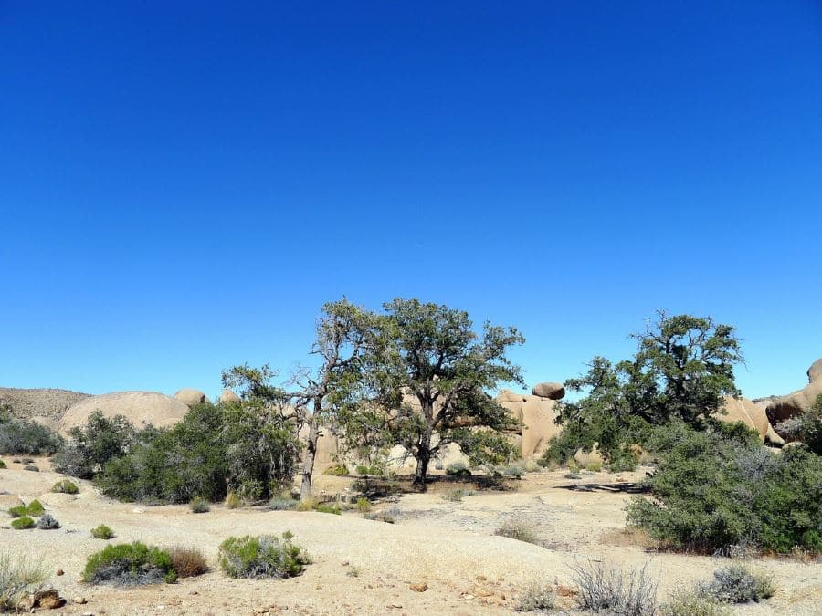 Pine City is a must-see in Joshua Tree National Park
