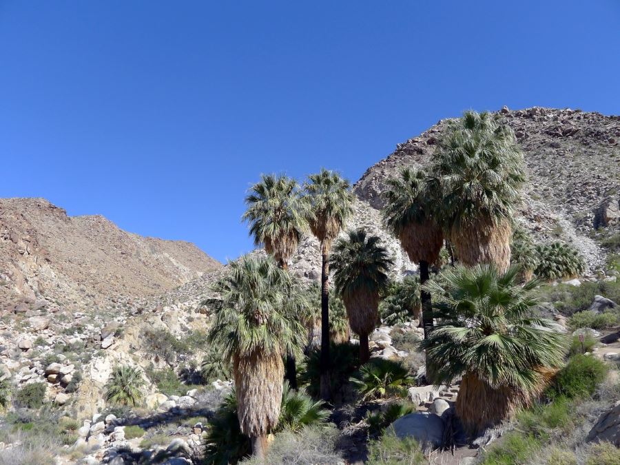 49 Palms Oasis is a must-see place in Joshua Tree National Park