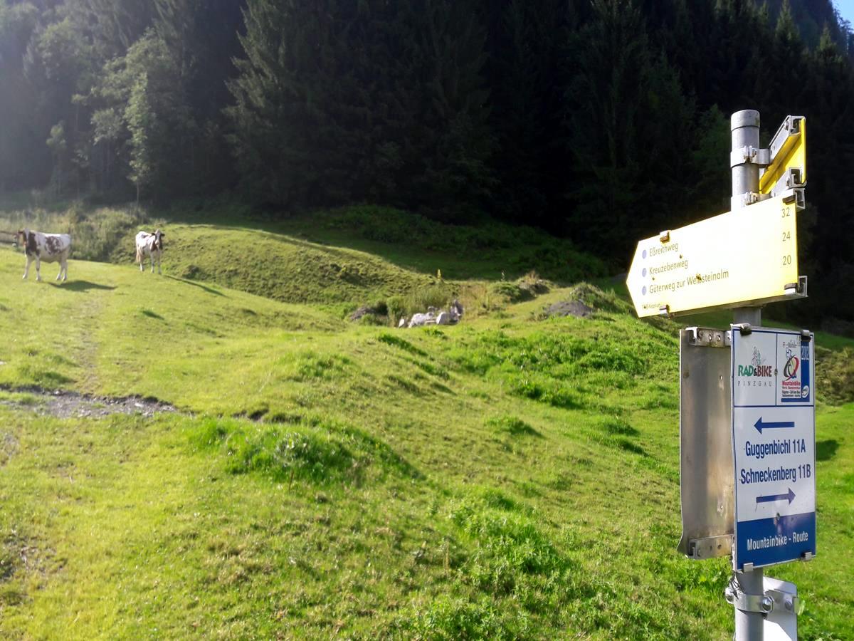 Trail in the forest on the Kapruner Loop Hike in Zell am See - Kaprun, Austria