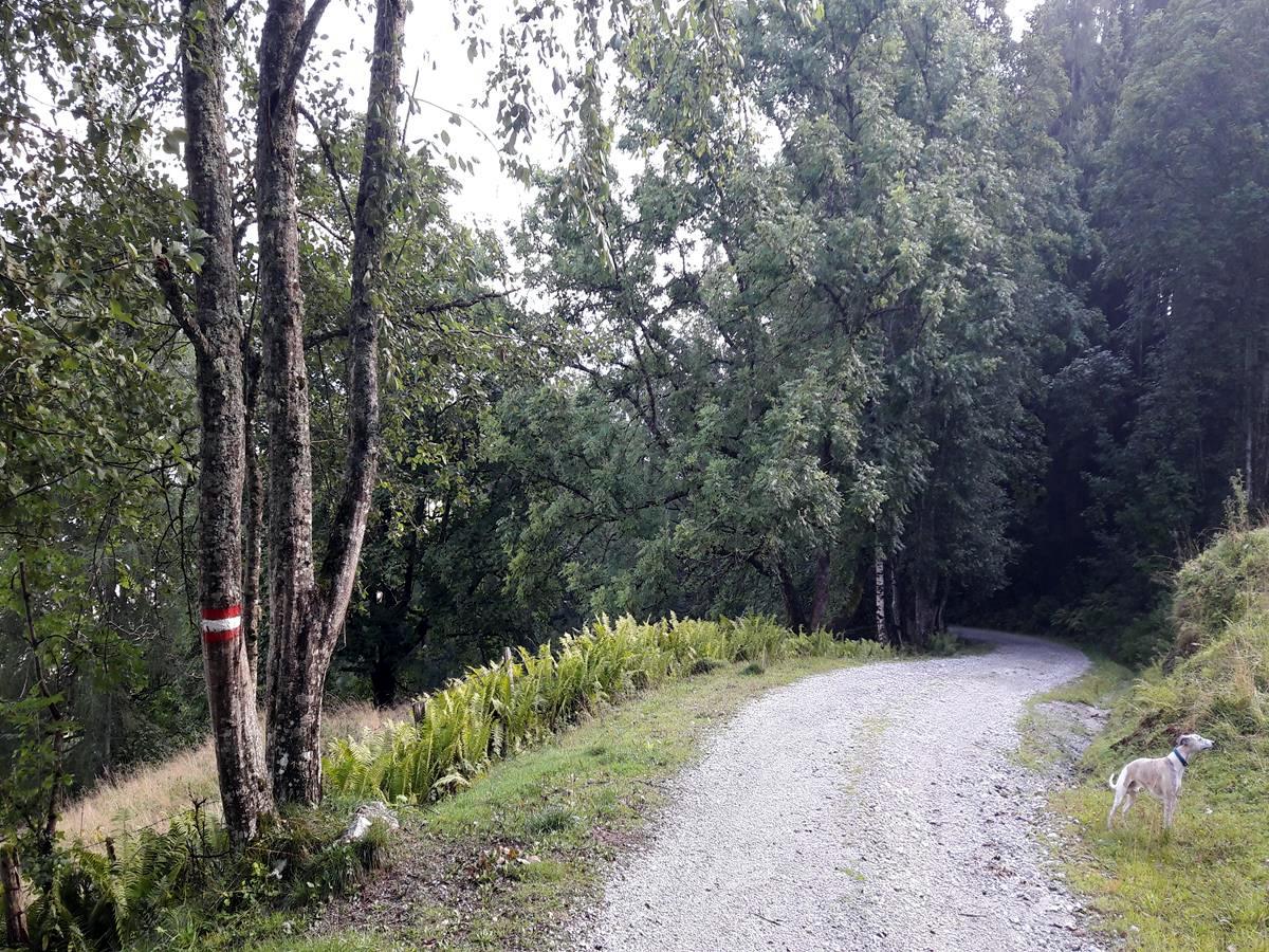 Forest road on the Kapruner Loop Hike in Zell am See - Kaprun, Austria