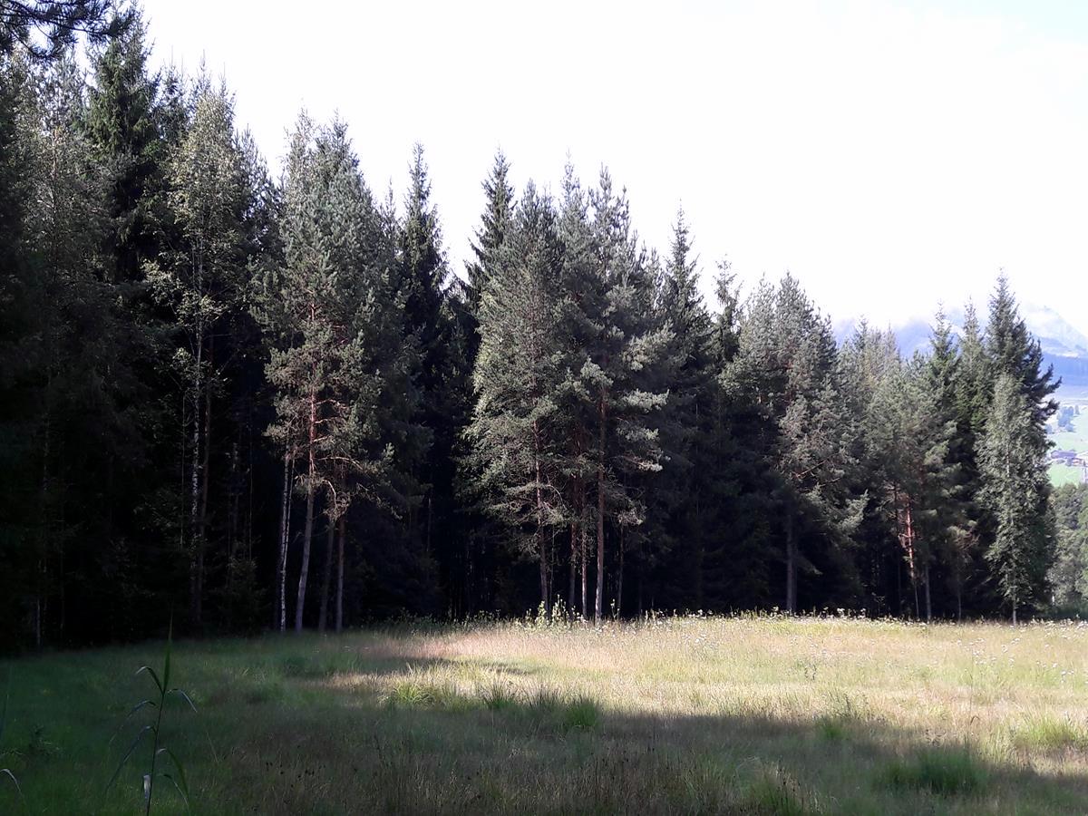 Forest around the swamp on the Kapruner Loop Hike in Zell am See - Kaprun, Austria