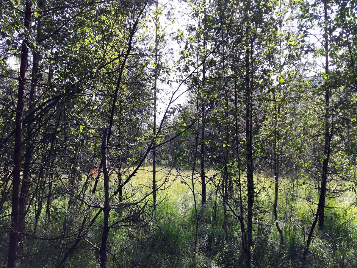 Kapruner Swamp on the Kapruner Loop Hike in Zell am See - Kaprun, Austria