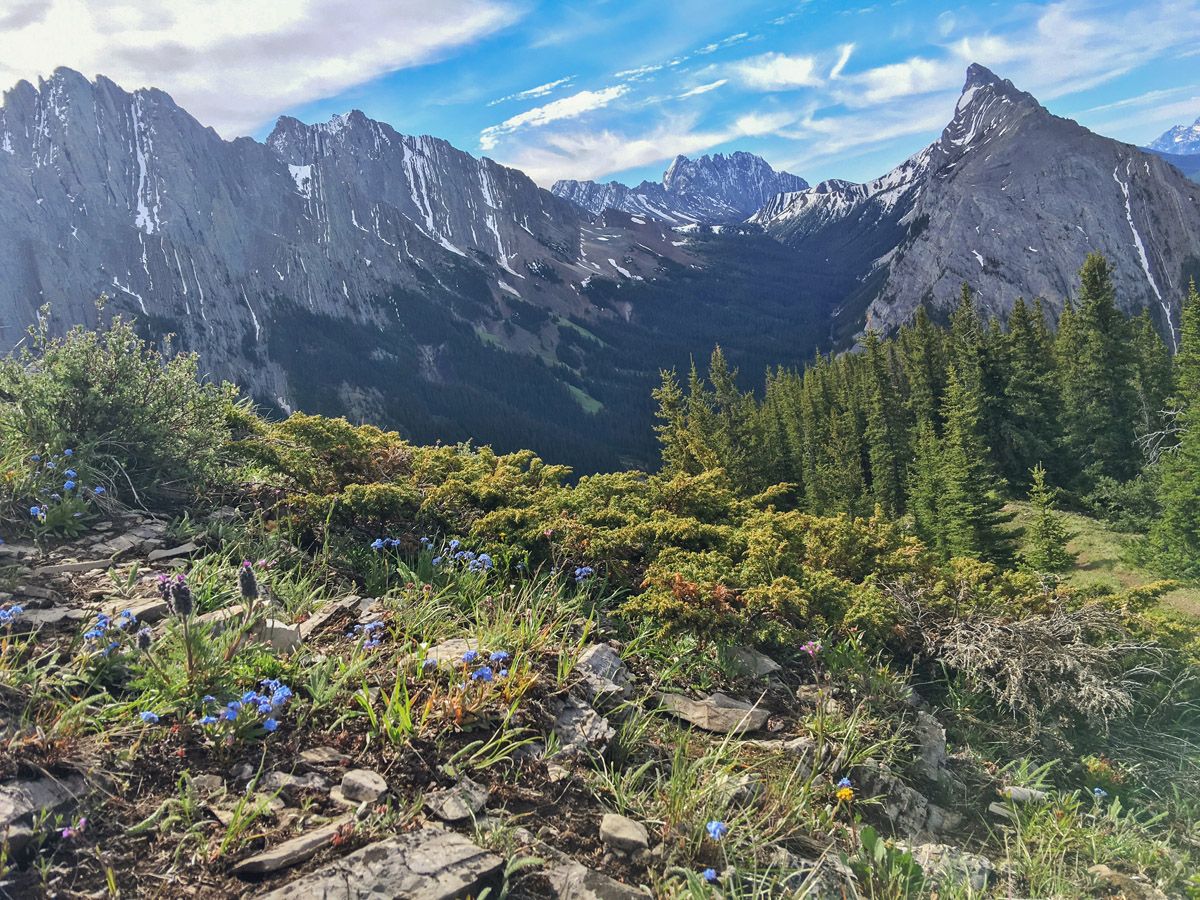 Flowers and trees on the King Creek Ridge Hike in Kananaskis, near Canmore