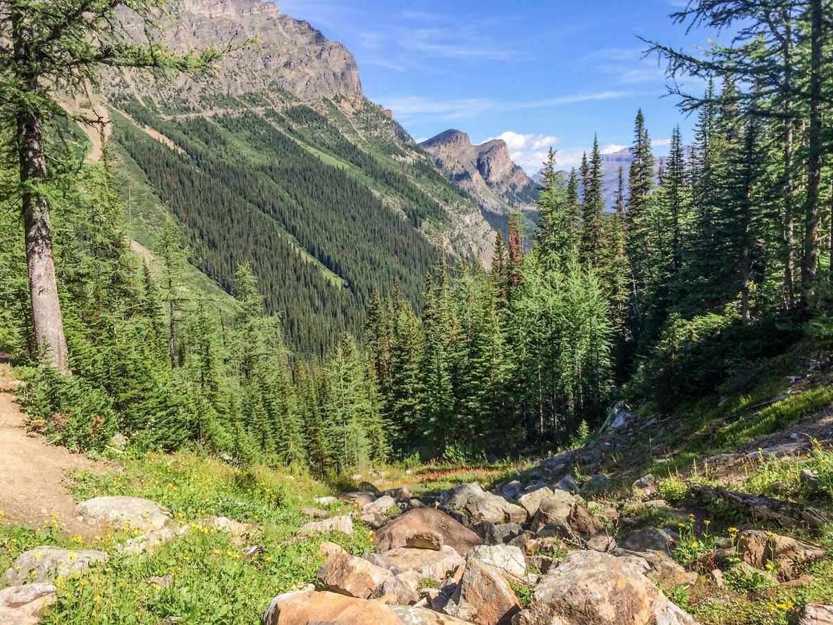 Forest along the trail on the Lake Annette Hike in Lake Louise, Banff National Park