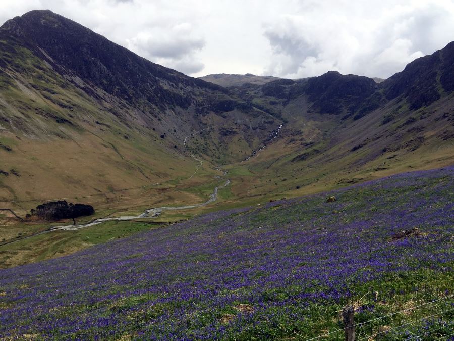 Bluebells on the Haystacks Hike in Lake District, England
