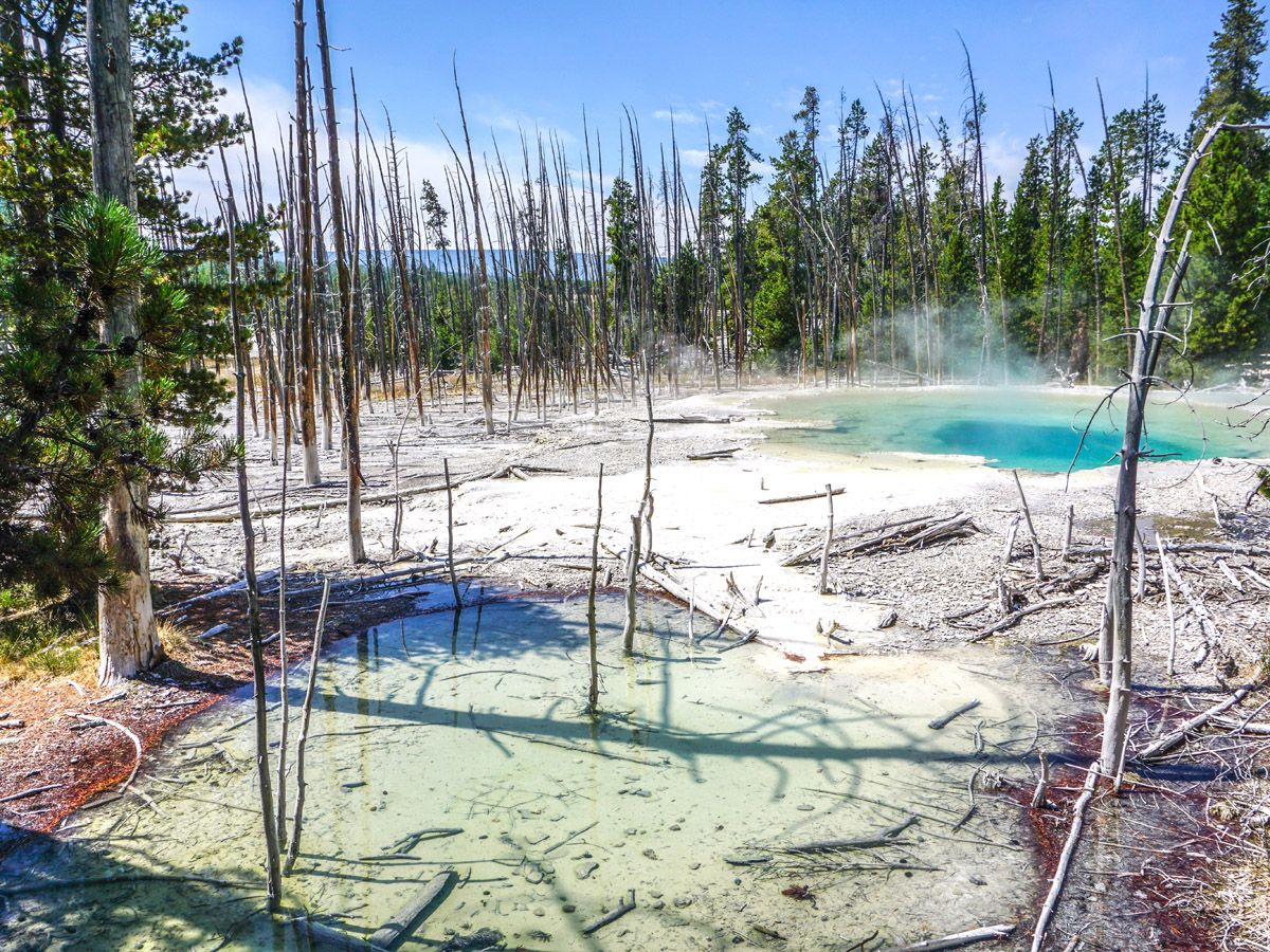 Norris Geyser Hike is a must-do hike in Yellowstone National Park
