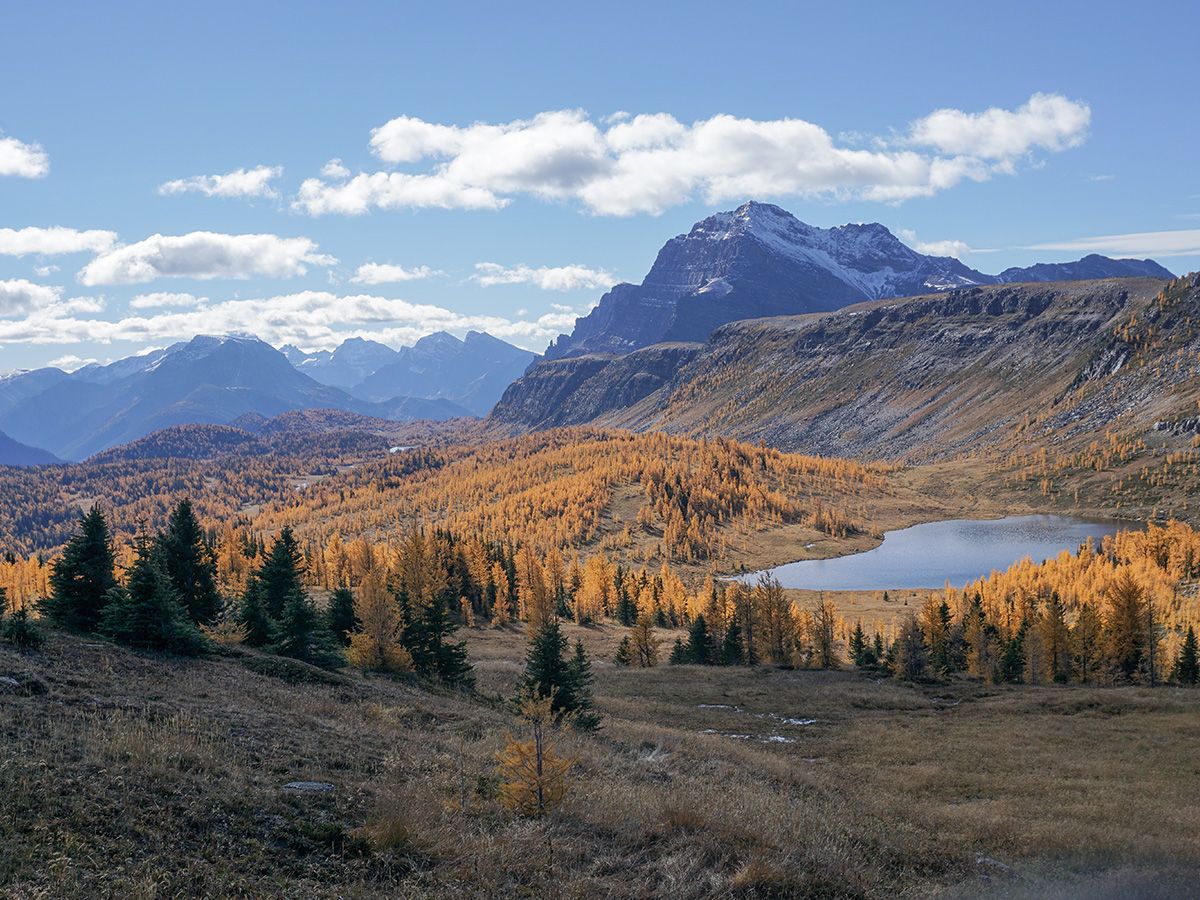 Healy Pass trail is one of the best larch hikes in Alberta
