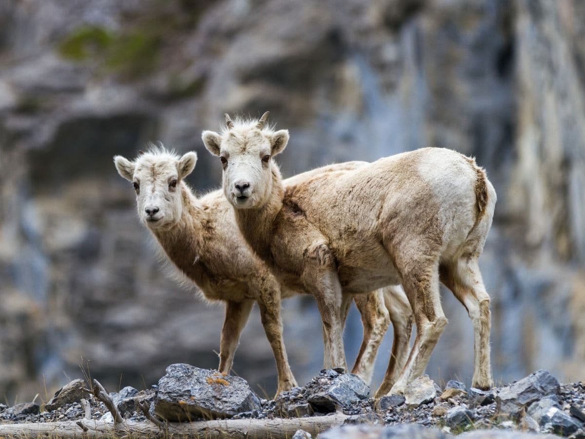 Fauna on the Grassi Lakes Circuit Hike in Canmore, the Canadian Rockies